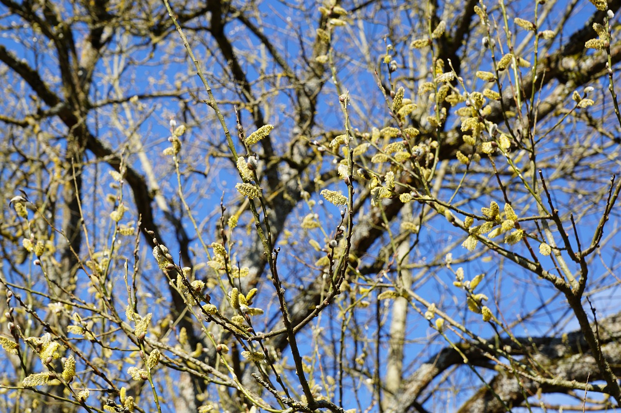 pasture tree nature free photo