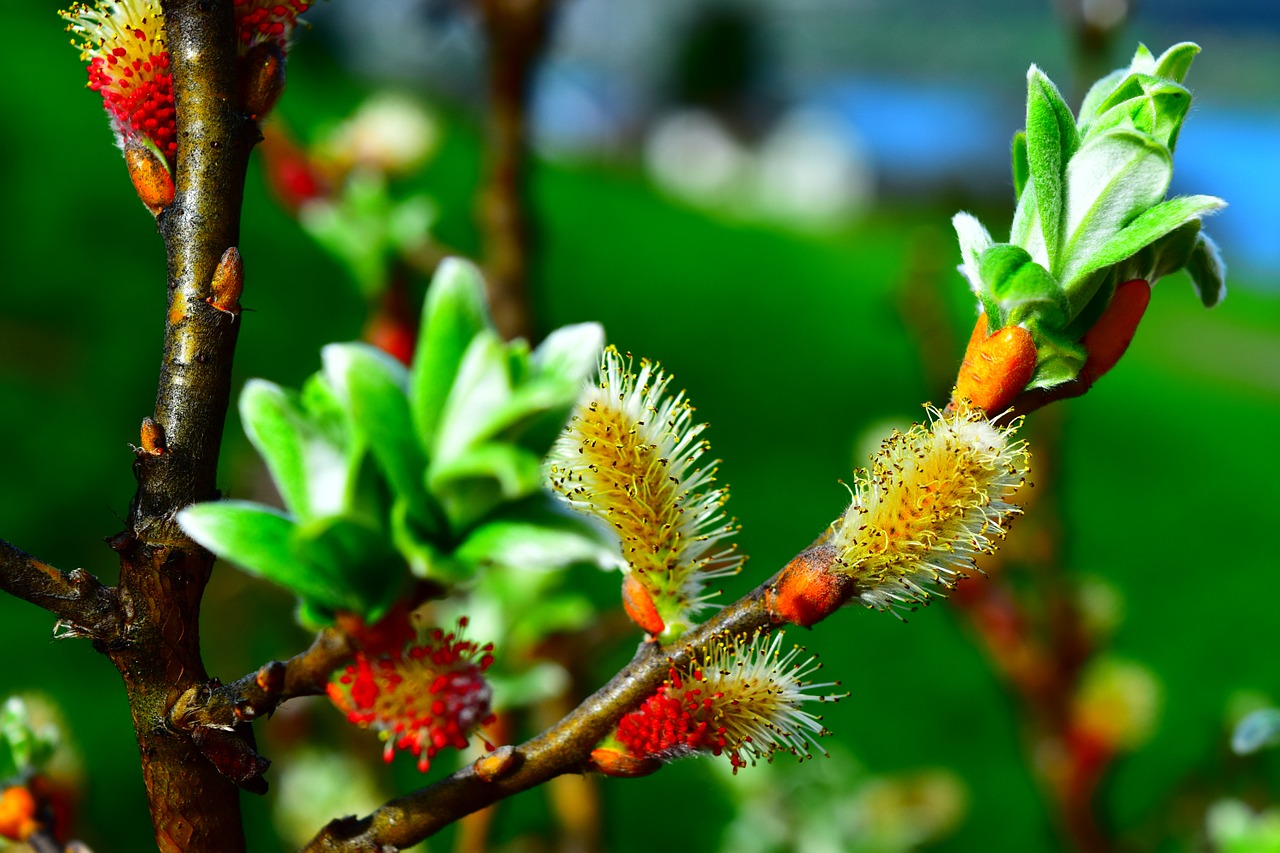 pasture willow catkin salix free photo