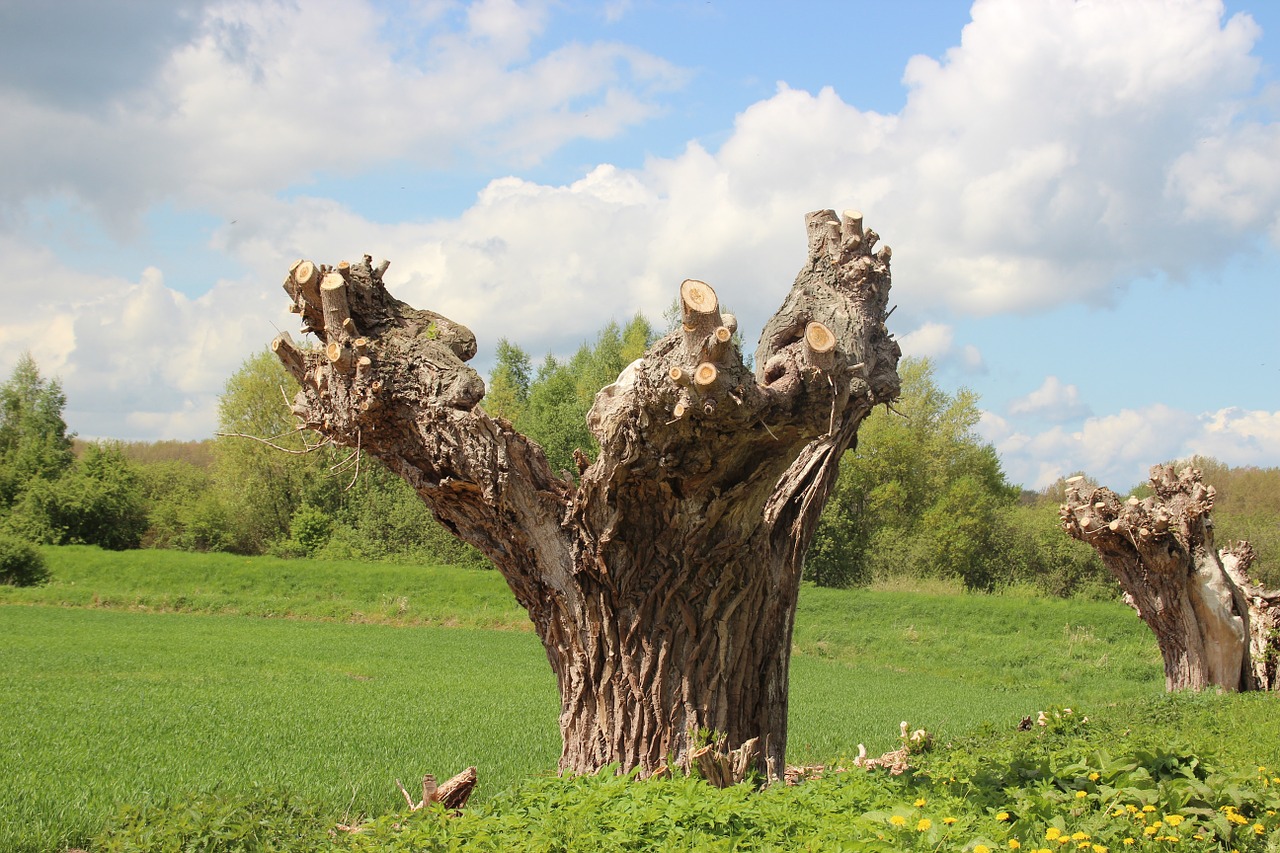 pasture tree meadow free photo