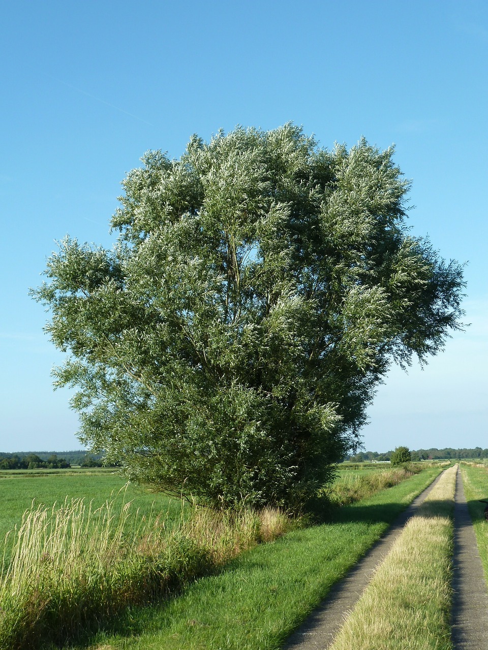 pasture bush meadow free photo