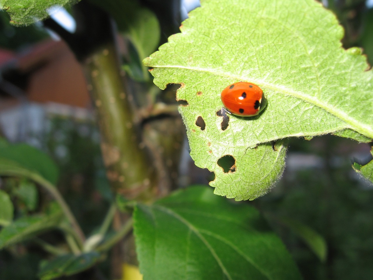 pasture ladybug nature free photo