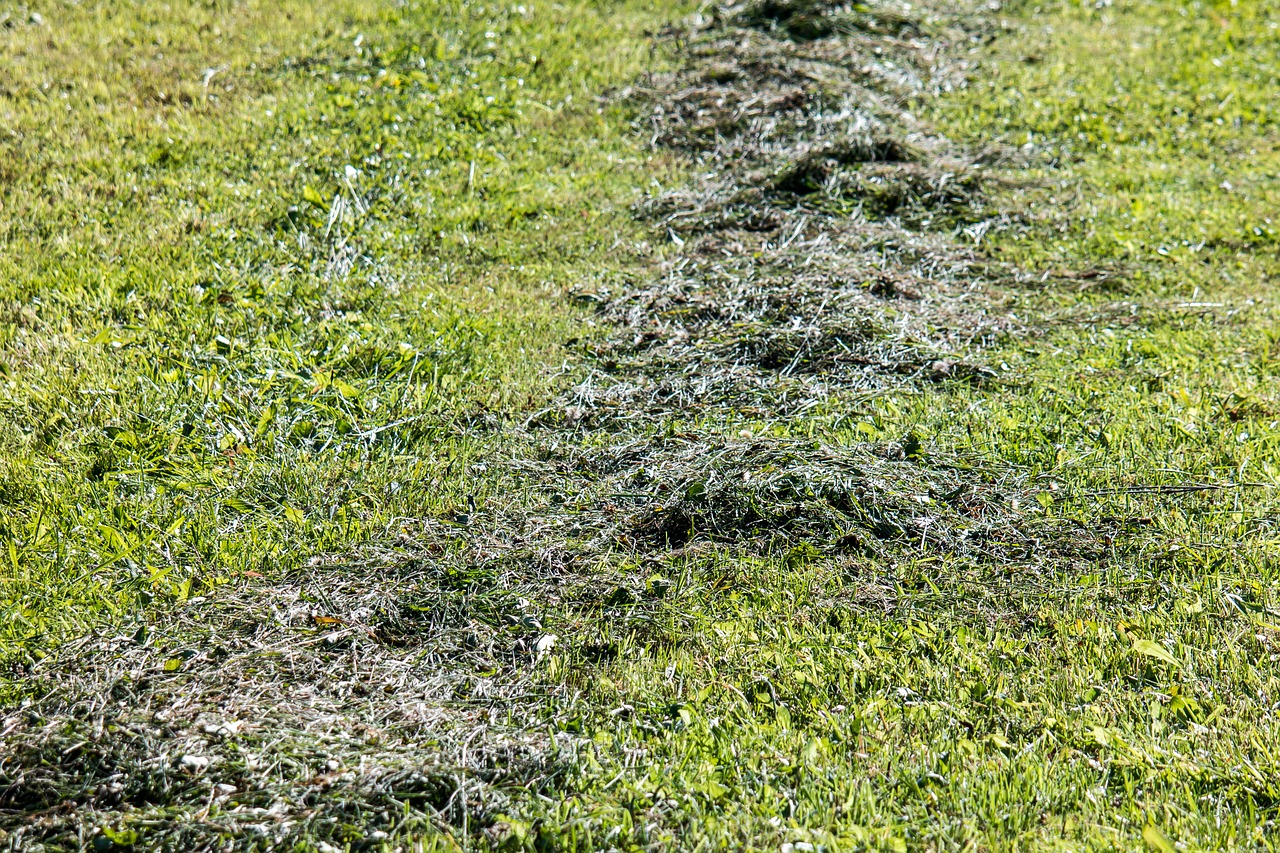 pasture meadow mow free photo