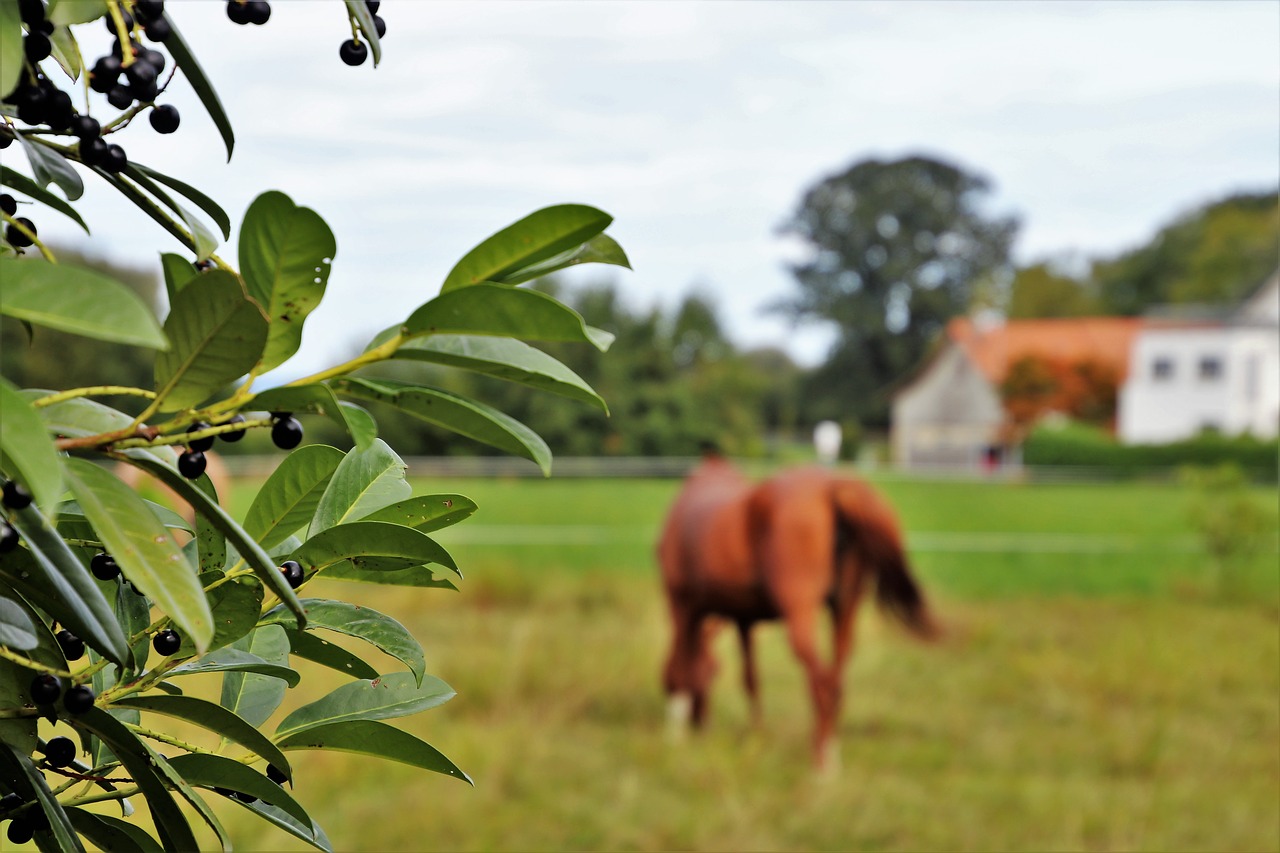 pasture land  the horse  animal free photo