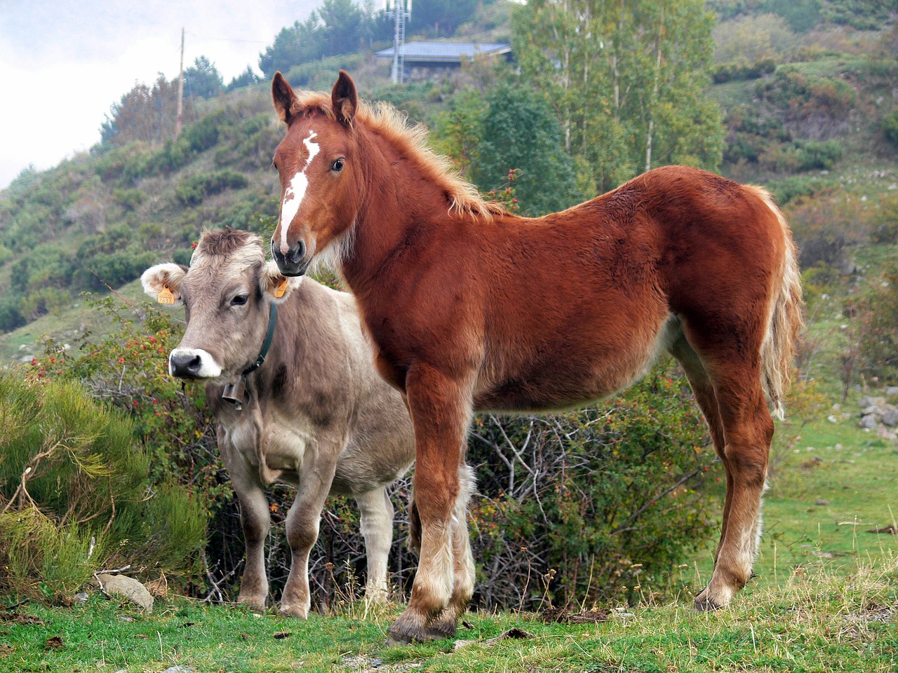 pastures  horse  animals free photo