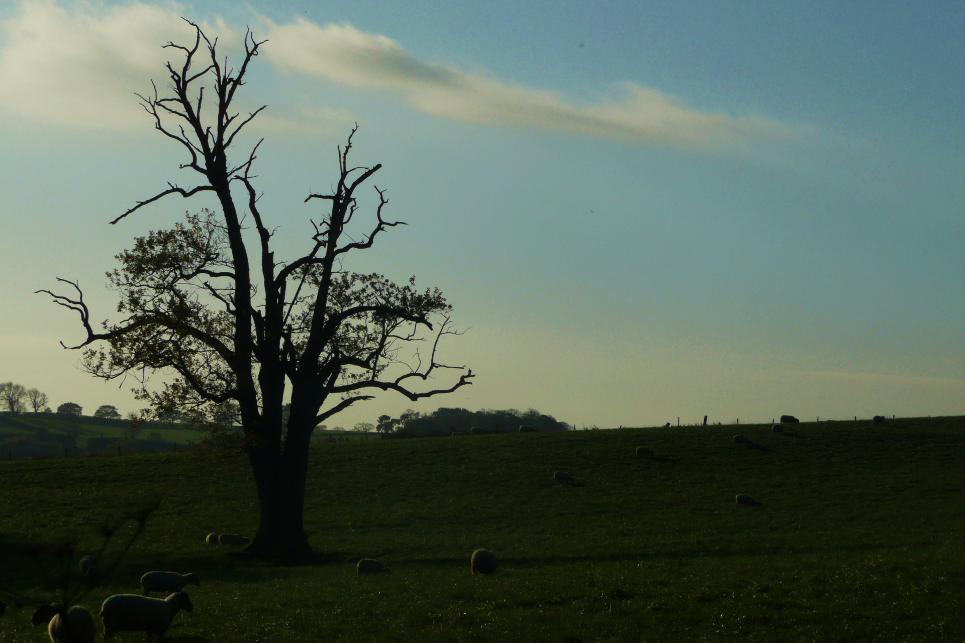 pastures sheep tree free photo