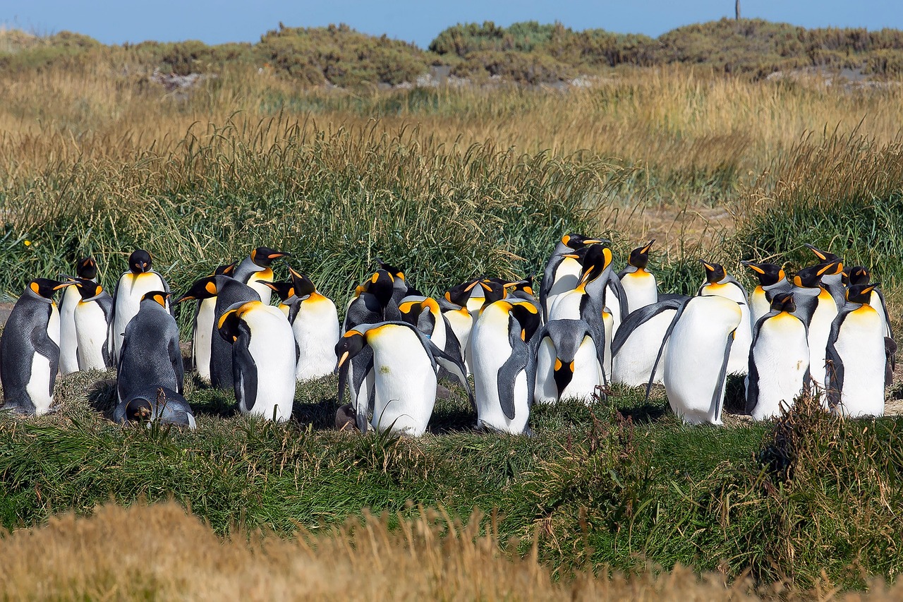 patagonia penguins animals free photo