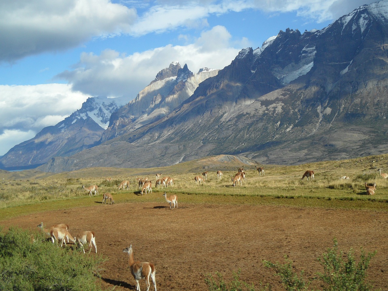 patagonia alpacas mountains free photo