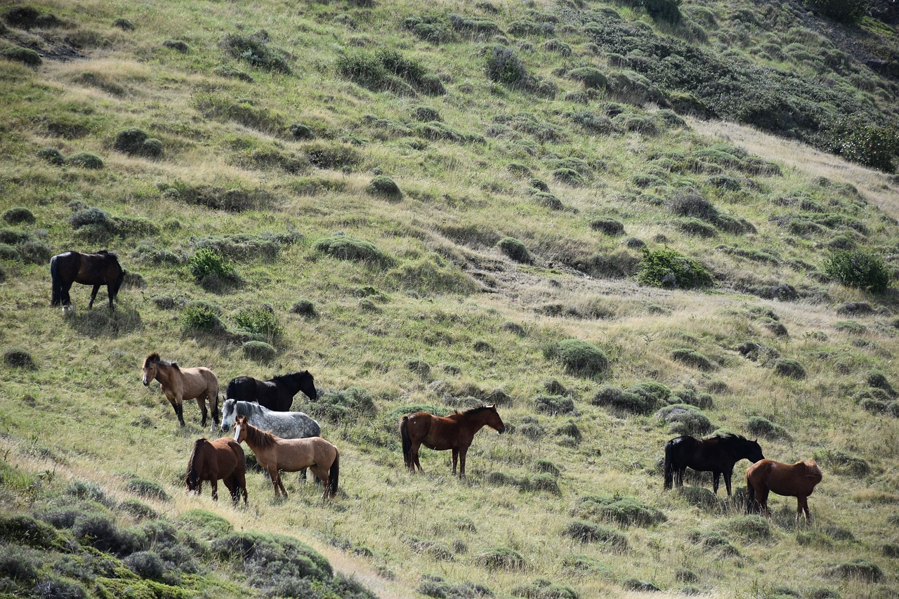 patagonia  torres del paine  national park free photo