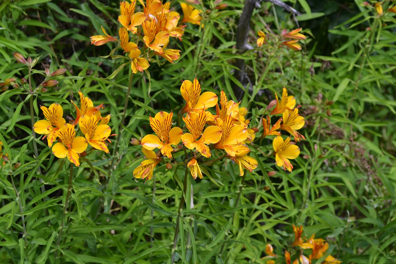 patagonian alstromeria amancay flowers free photo