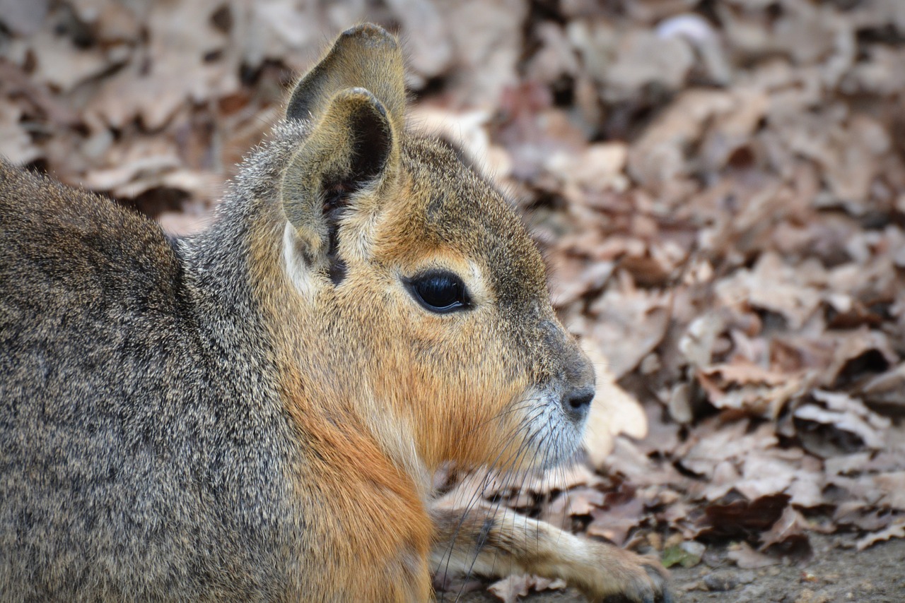 patagonian hare mara animal free photo