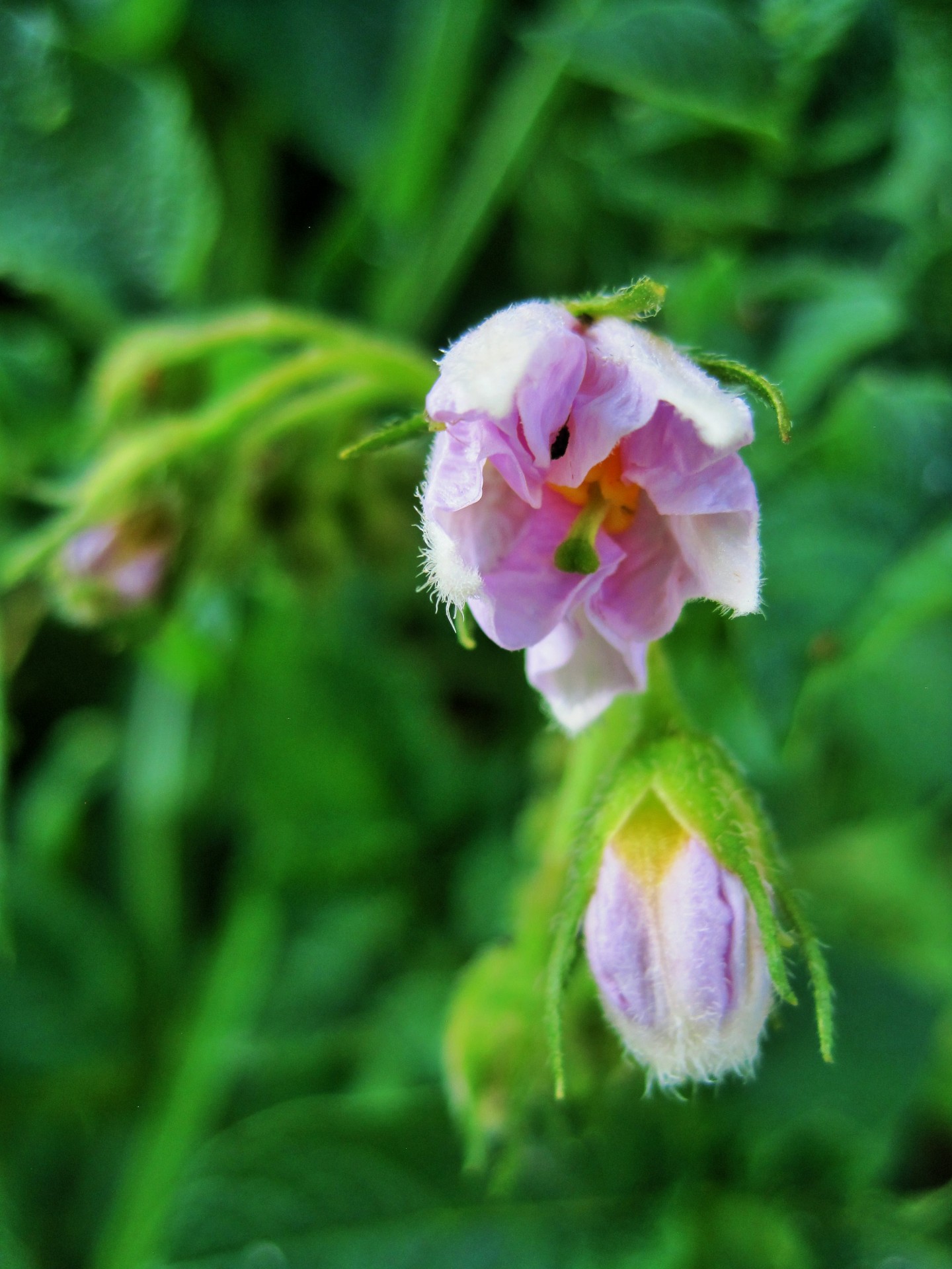 flower potato pink free photo