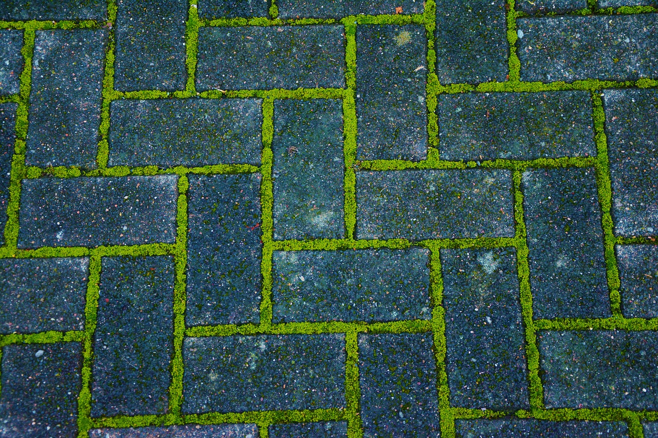 patch paving stones moss free photo