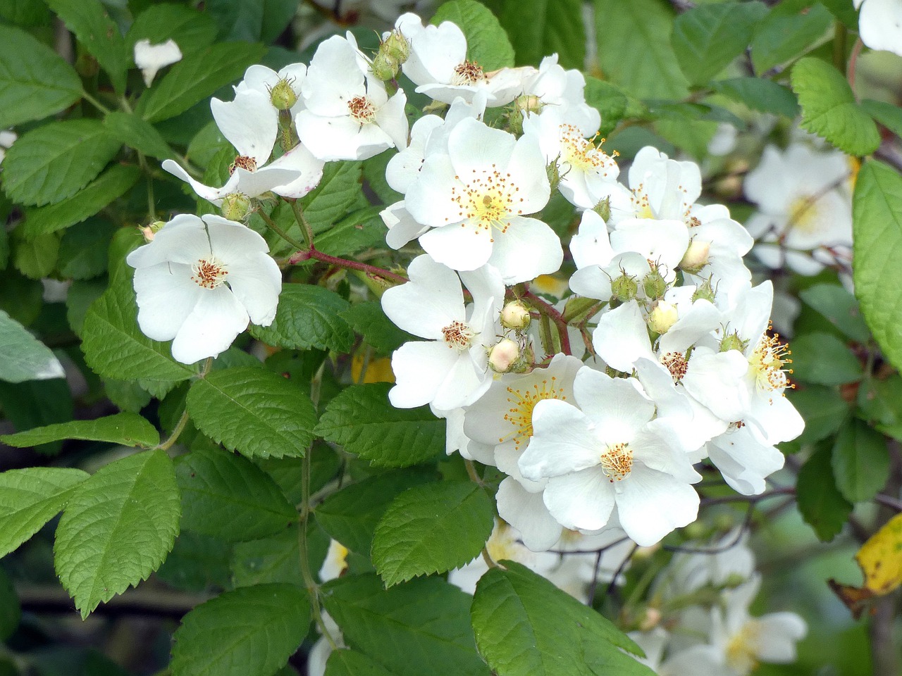 patch of brambles  white flowers  blackberries free photo