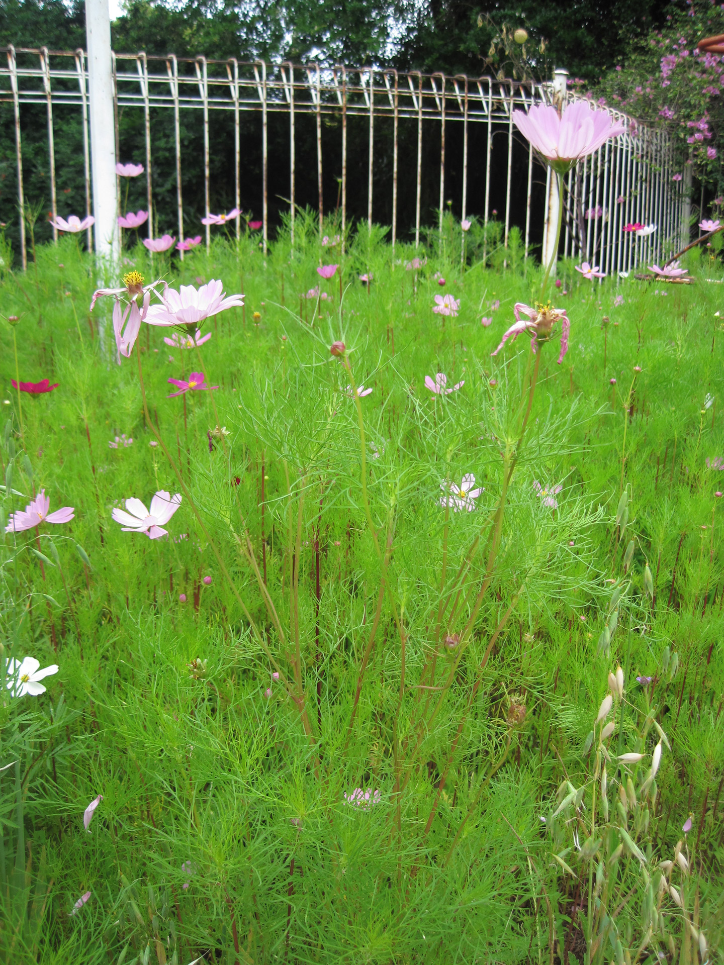 cosmos patch fence free photo