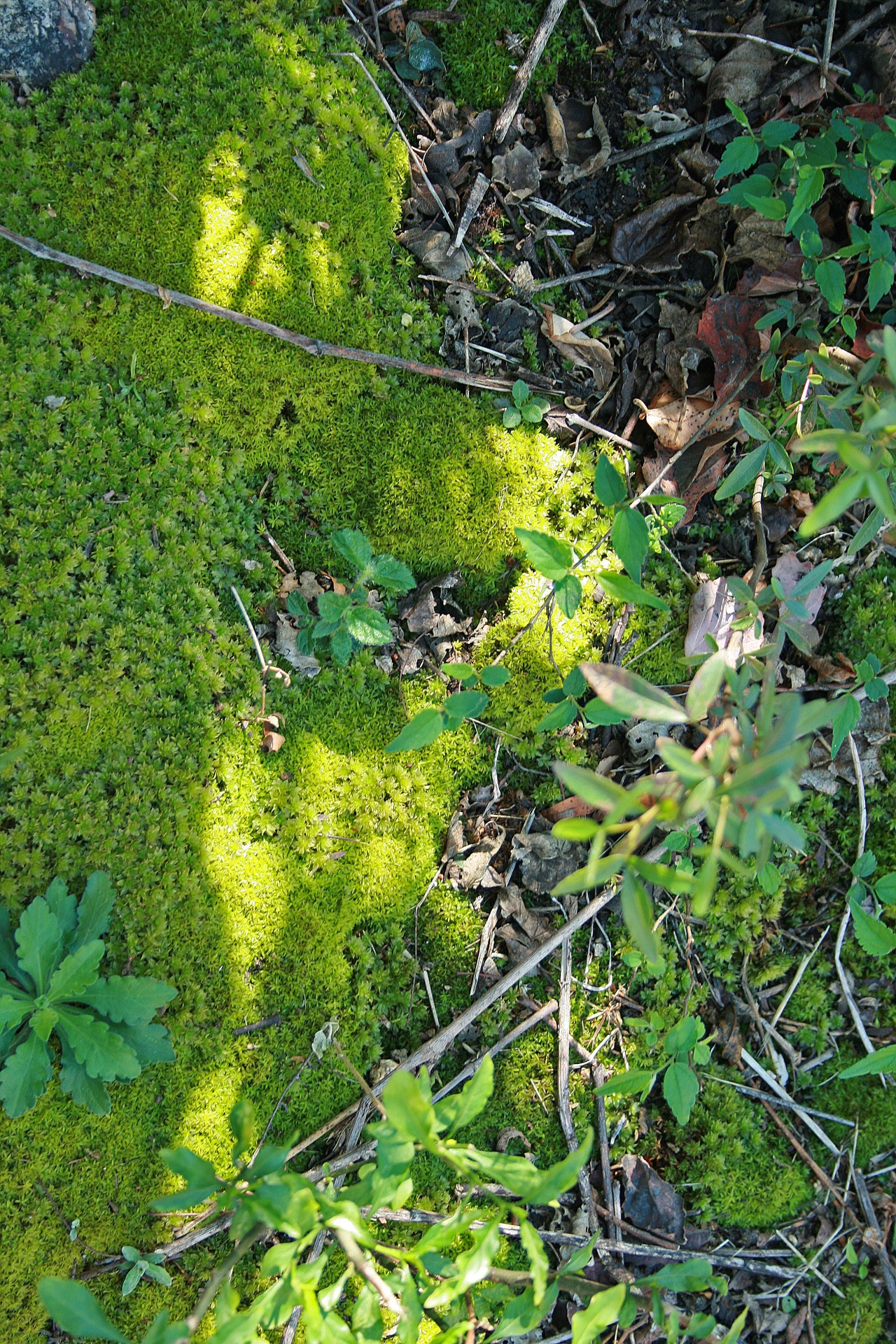 moss green lush free photo