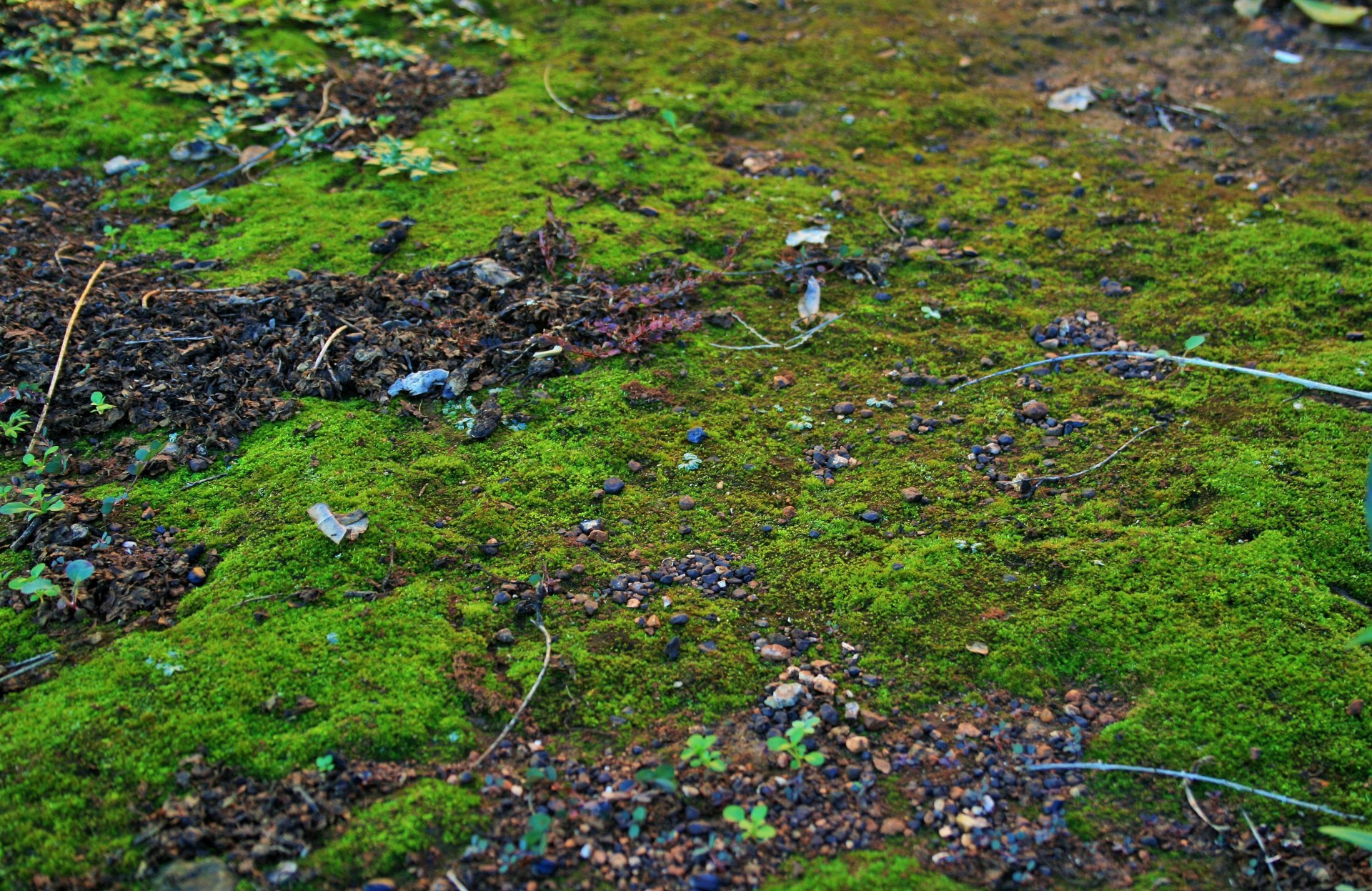 patch moss green free photo