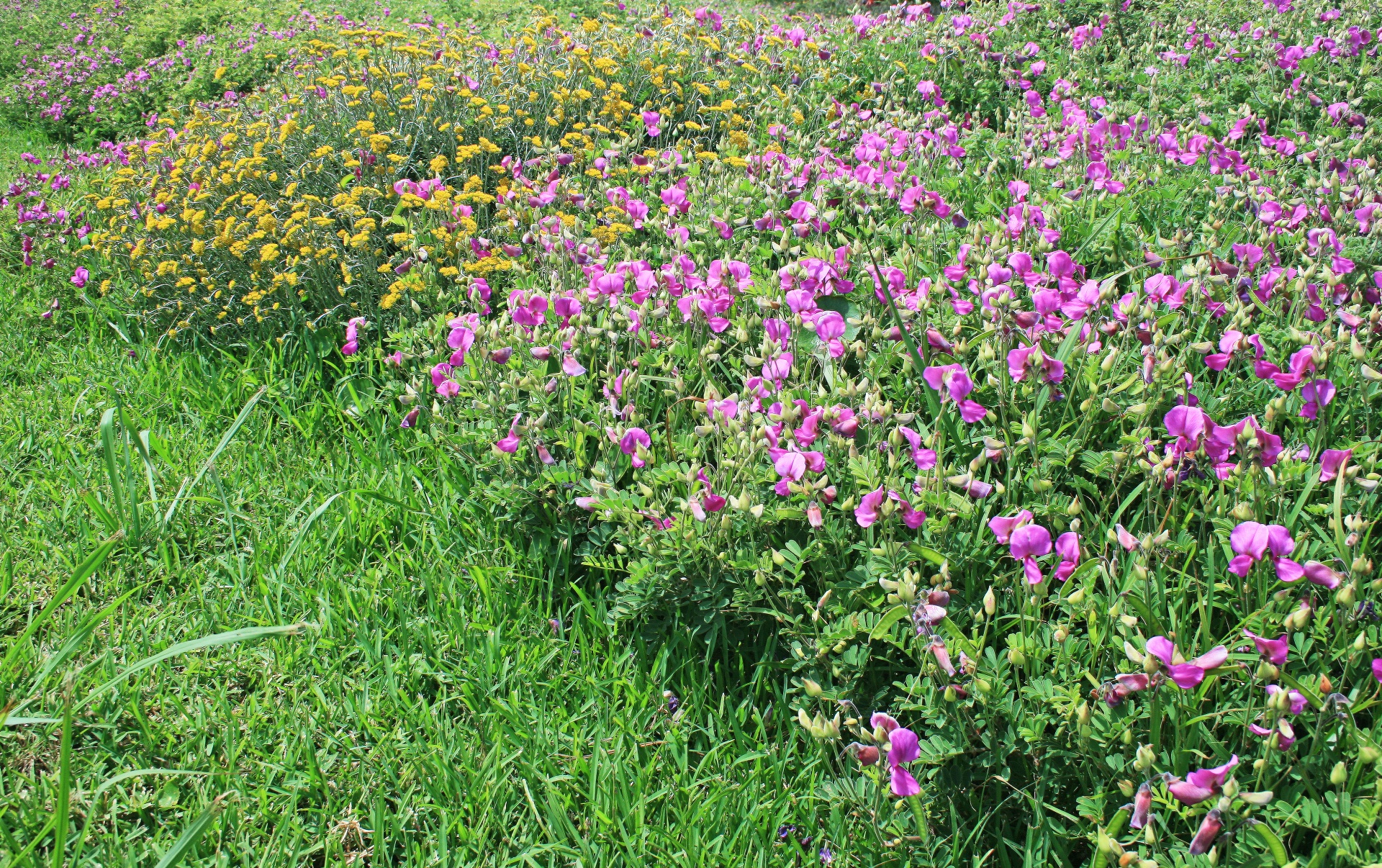 flowers pink yellow free photo