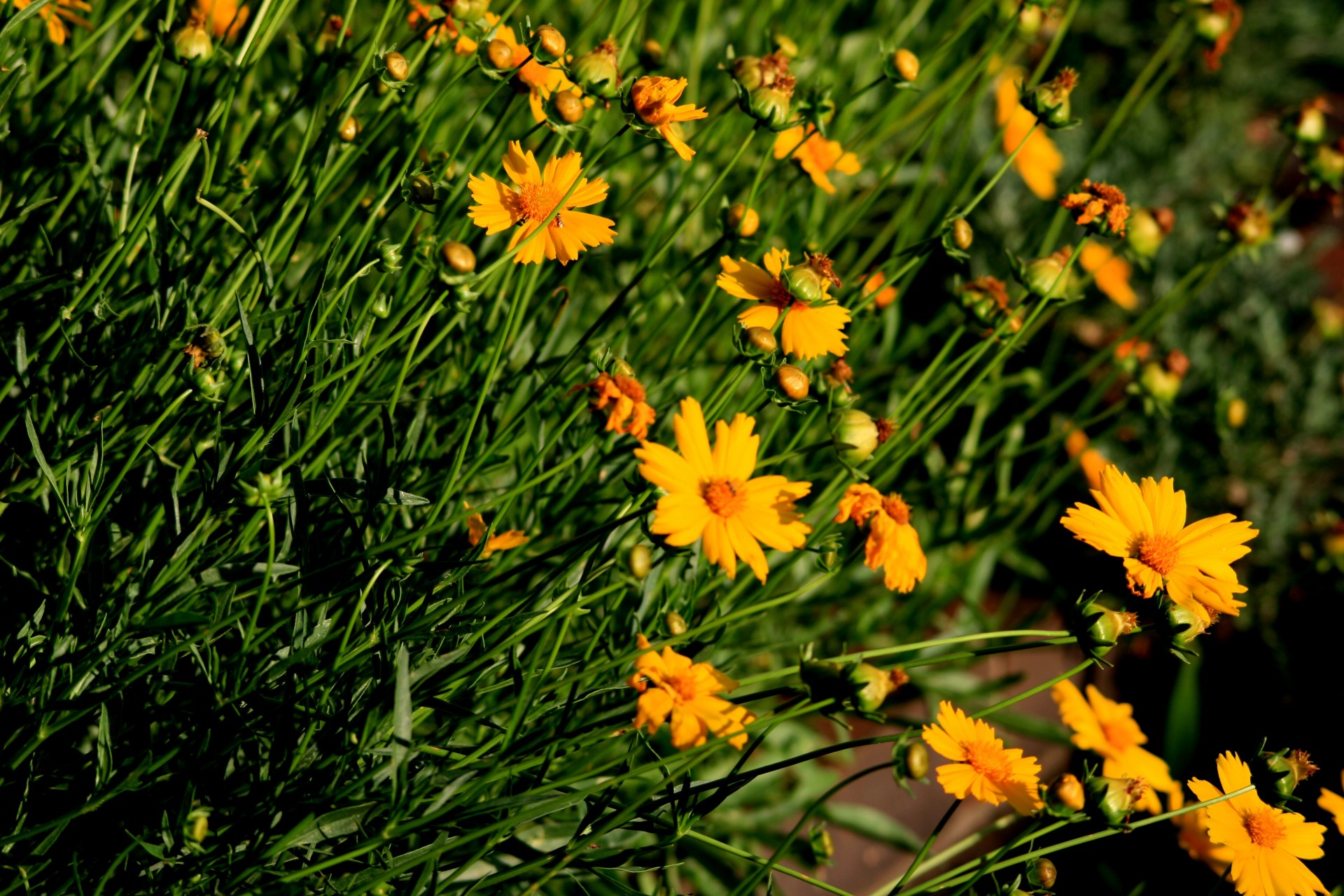 garden plants flowers free photo