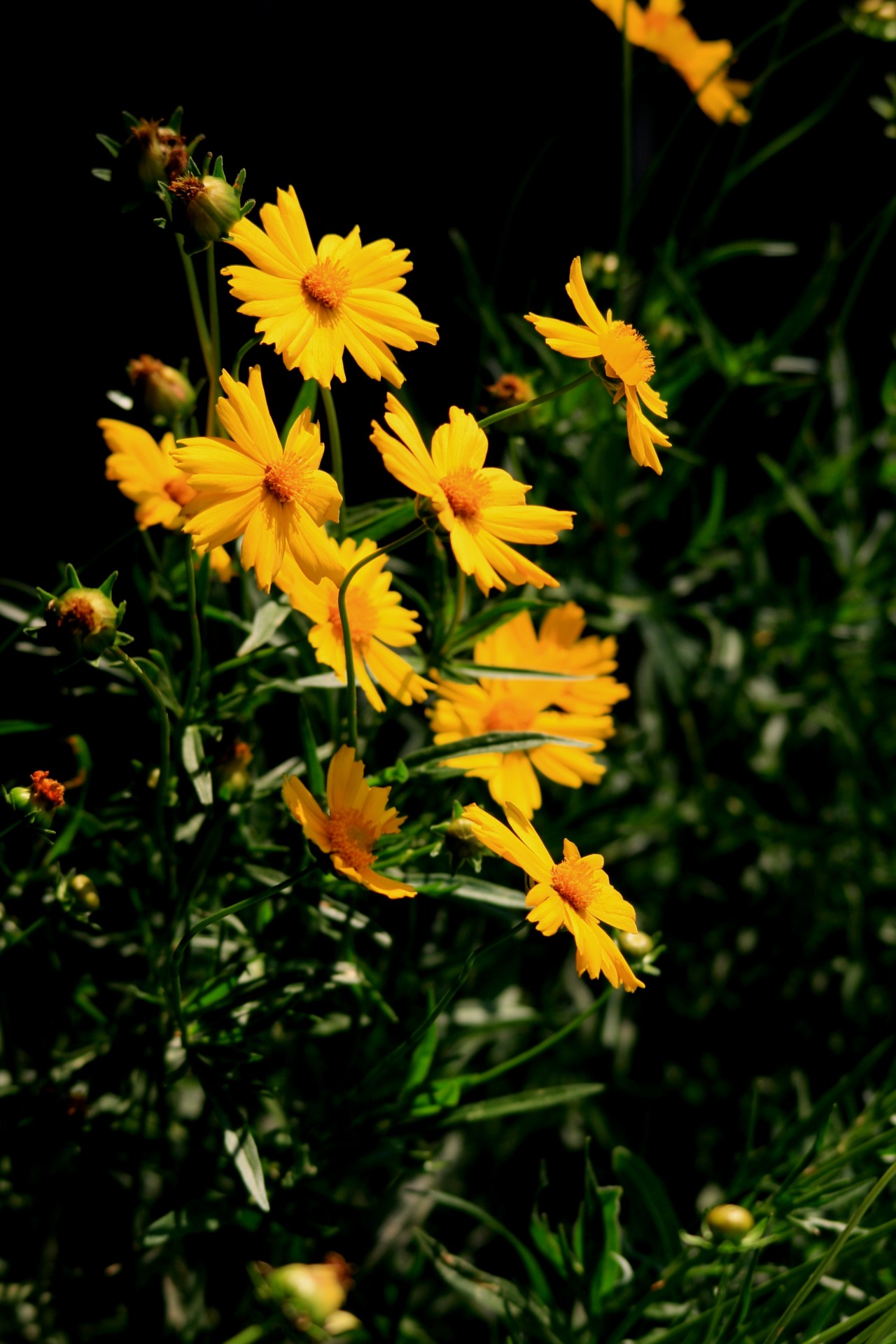 flowers daisies yellow free photo