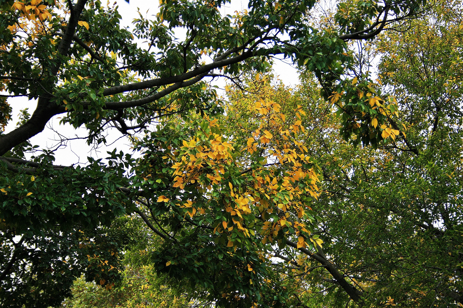 tree foliage green free photo