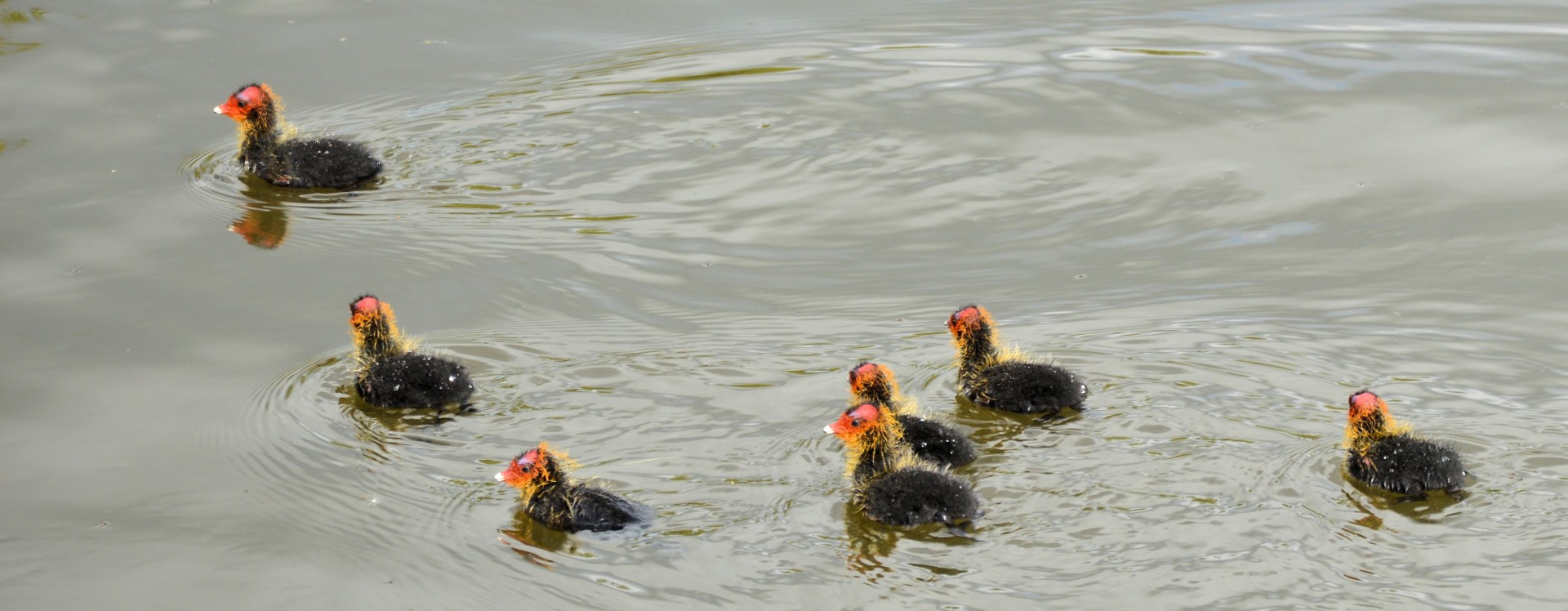 waterfowl young group free photo