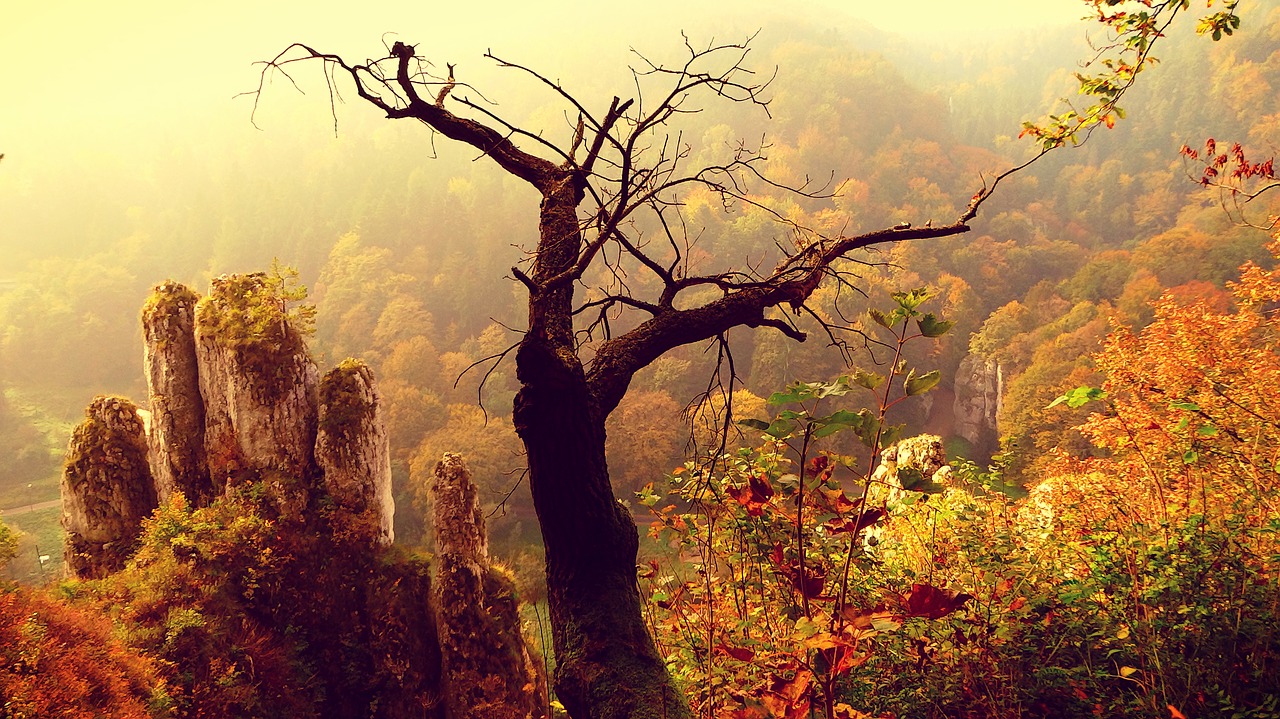 paternity national park autumn landscape free photo