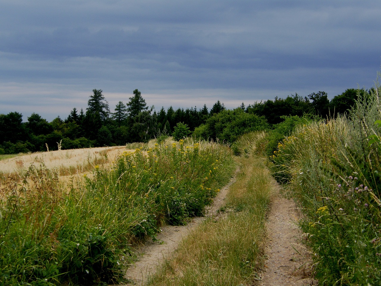 path forest bohemia free photo