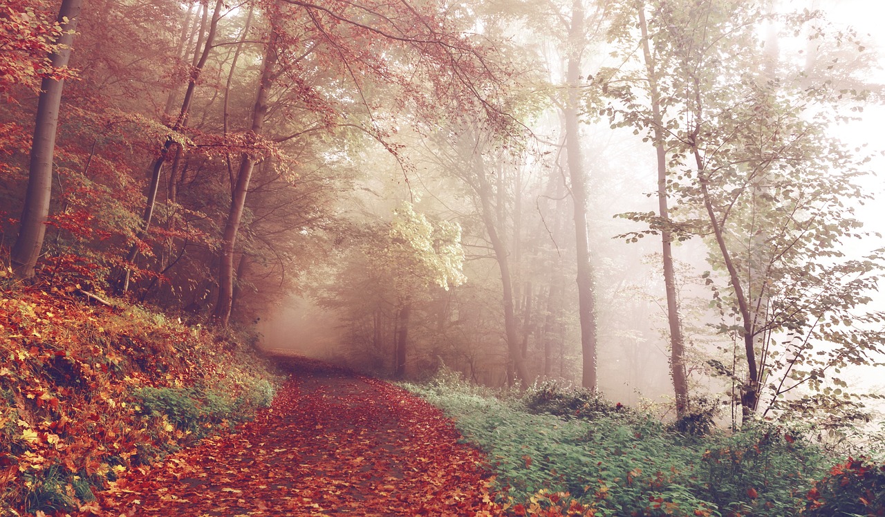 path woods autumn free photo