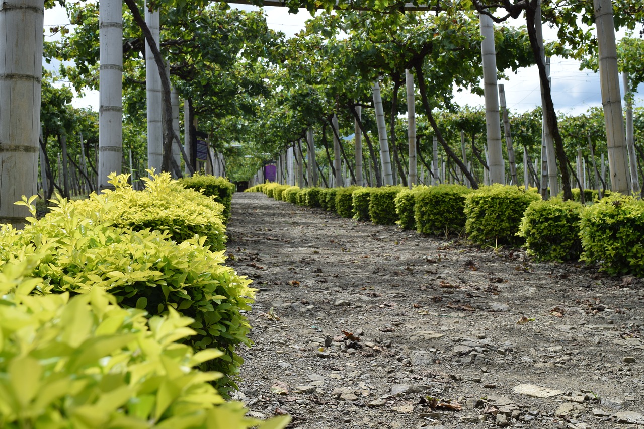 path grapes vineyard free photo