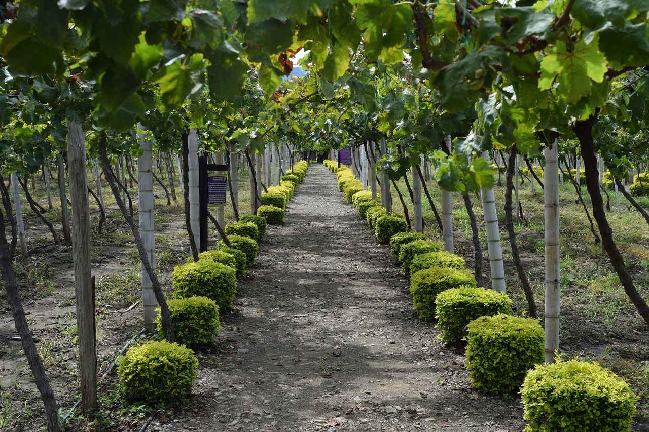 path grapes vineyard free photo