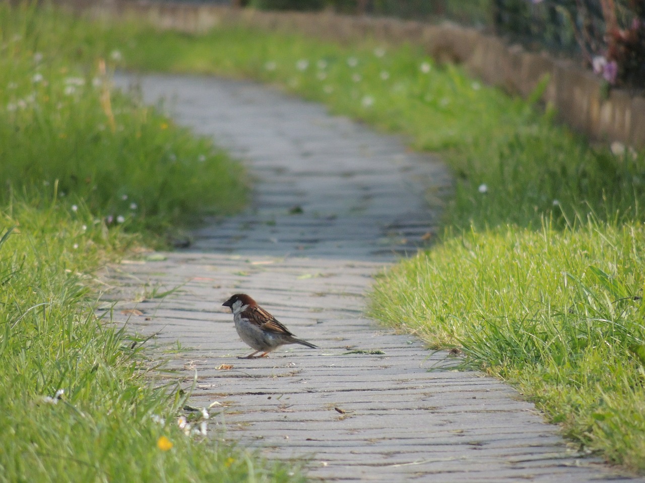 path bird grass free photo