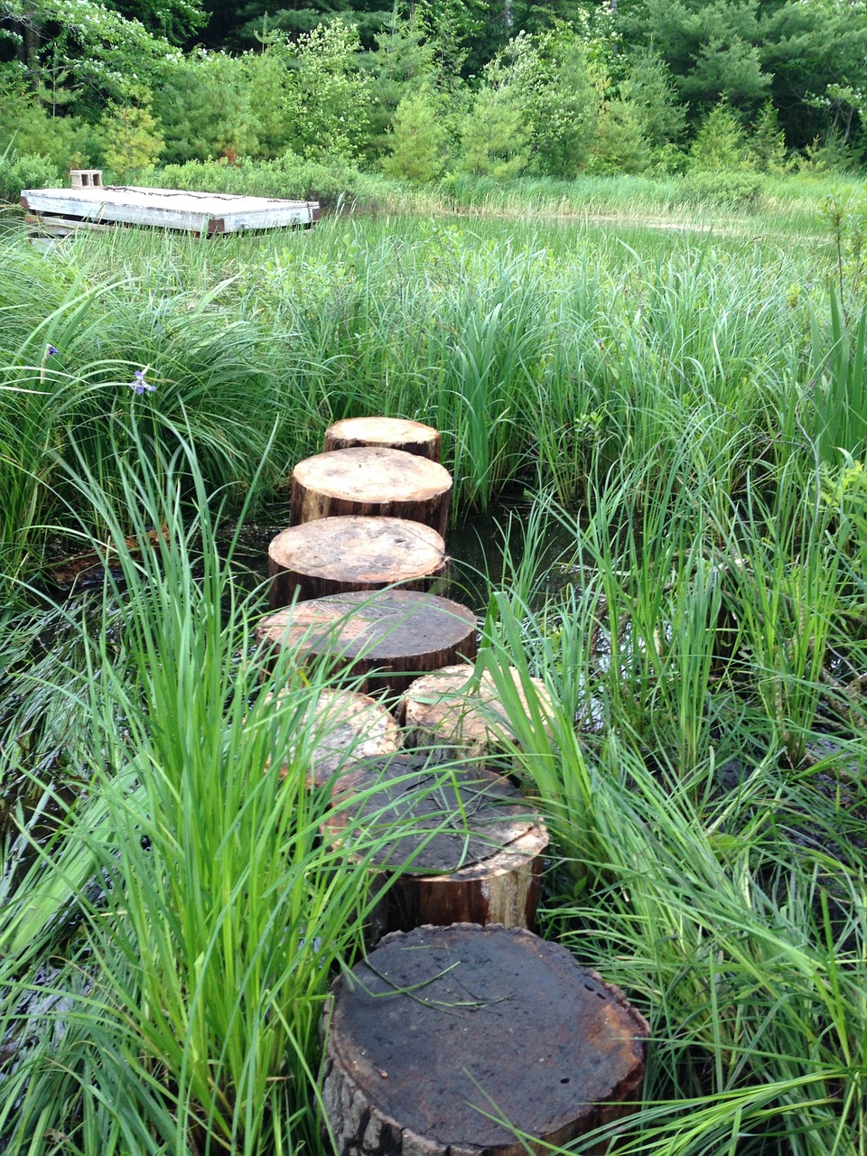 path grasses cottage path free photo