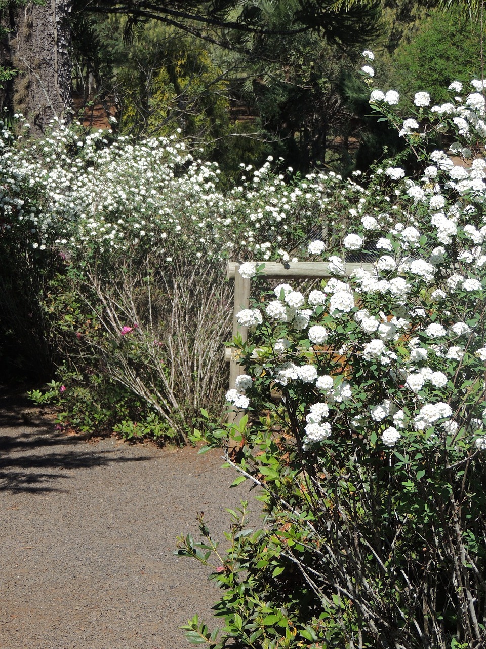 path flowers romantic free photo