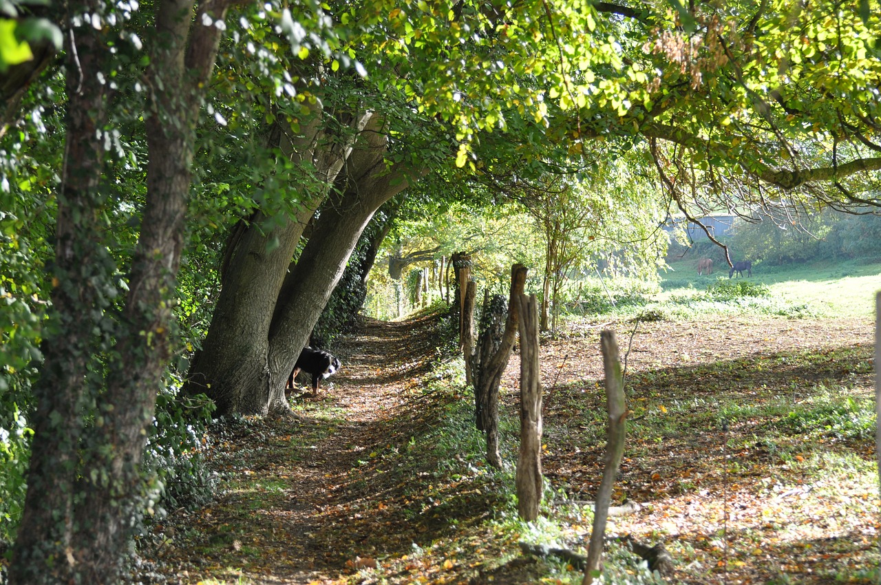 path forest wood free photo