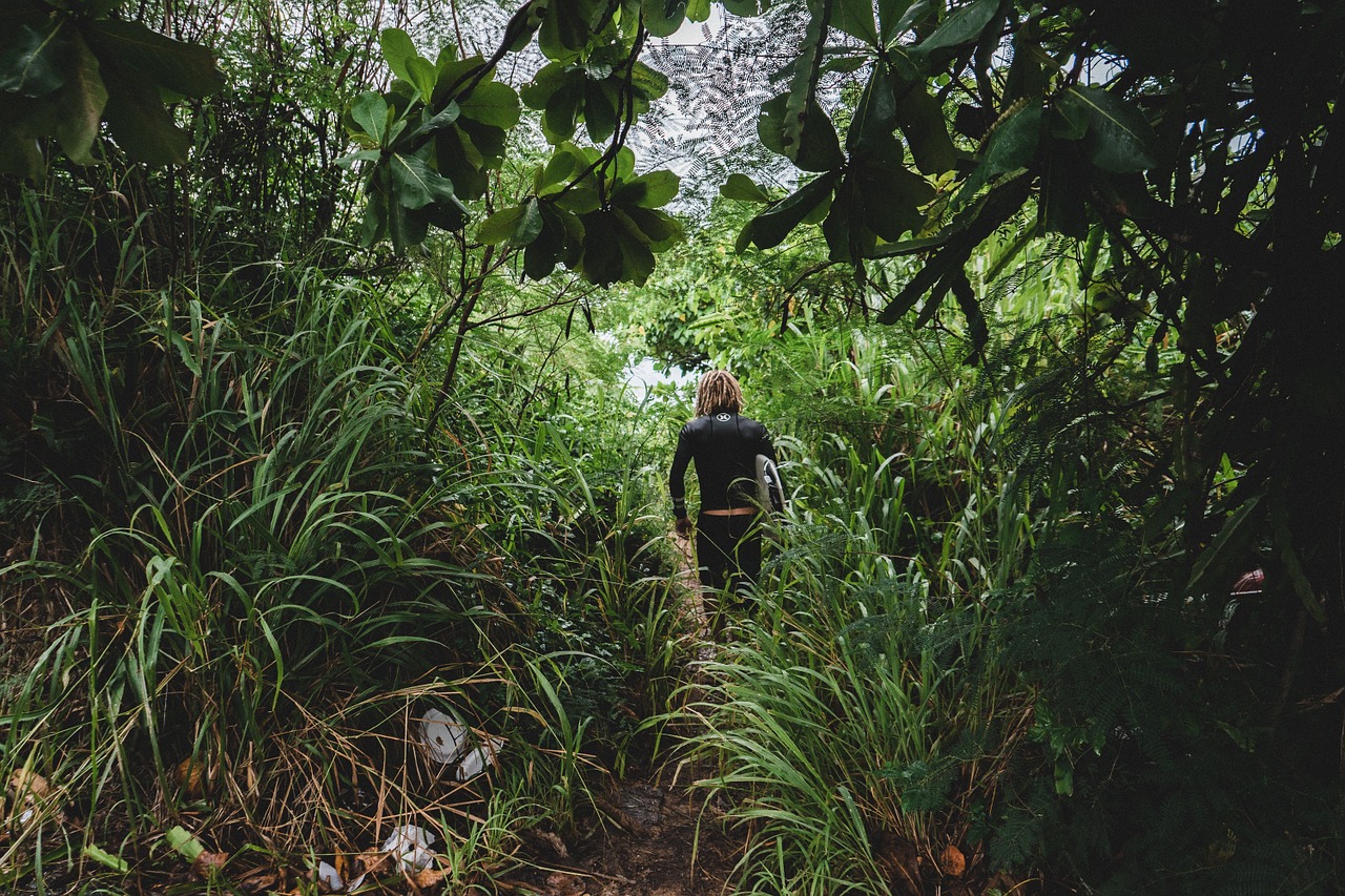 path tropical jungle free photo