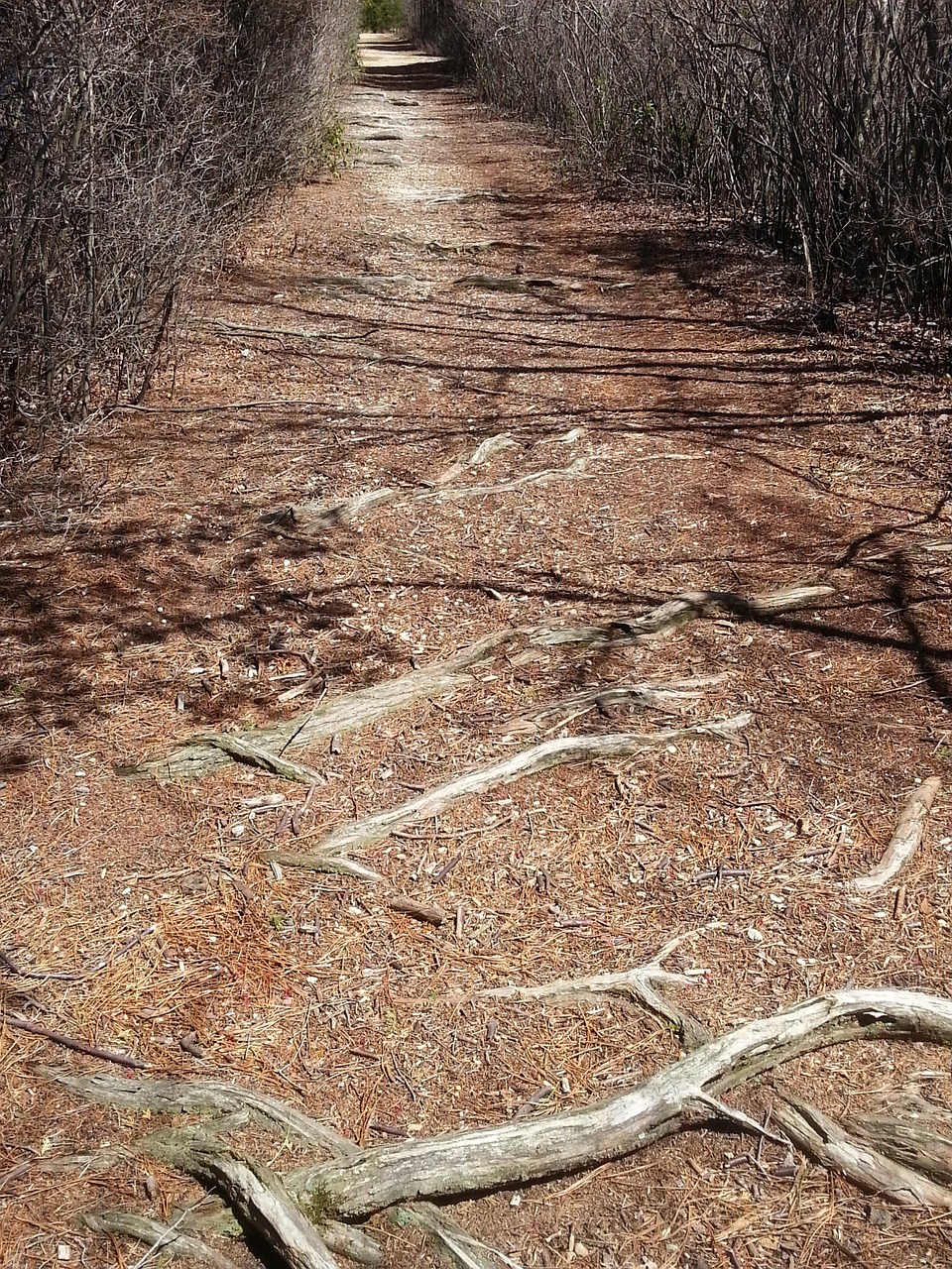 path nature branches free photo