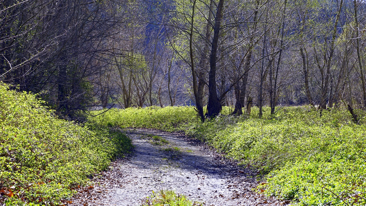 path trail landscape free photo