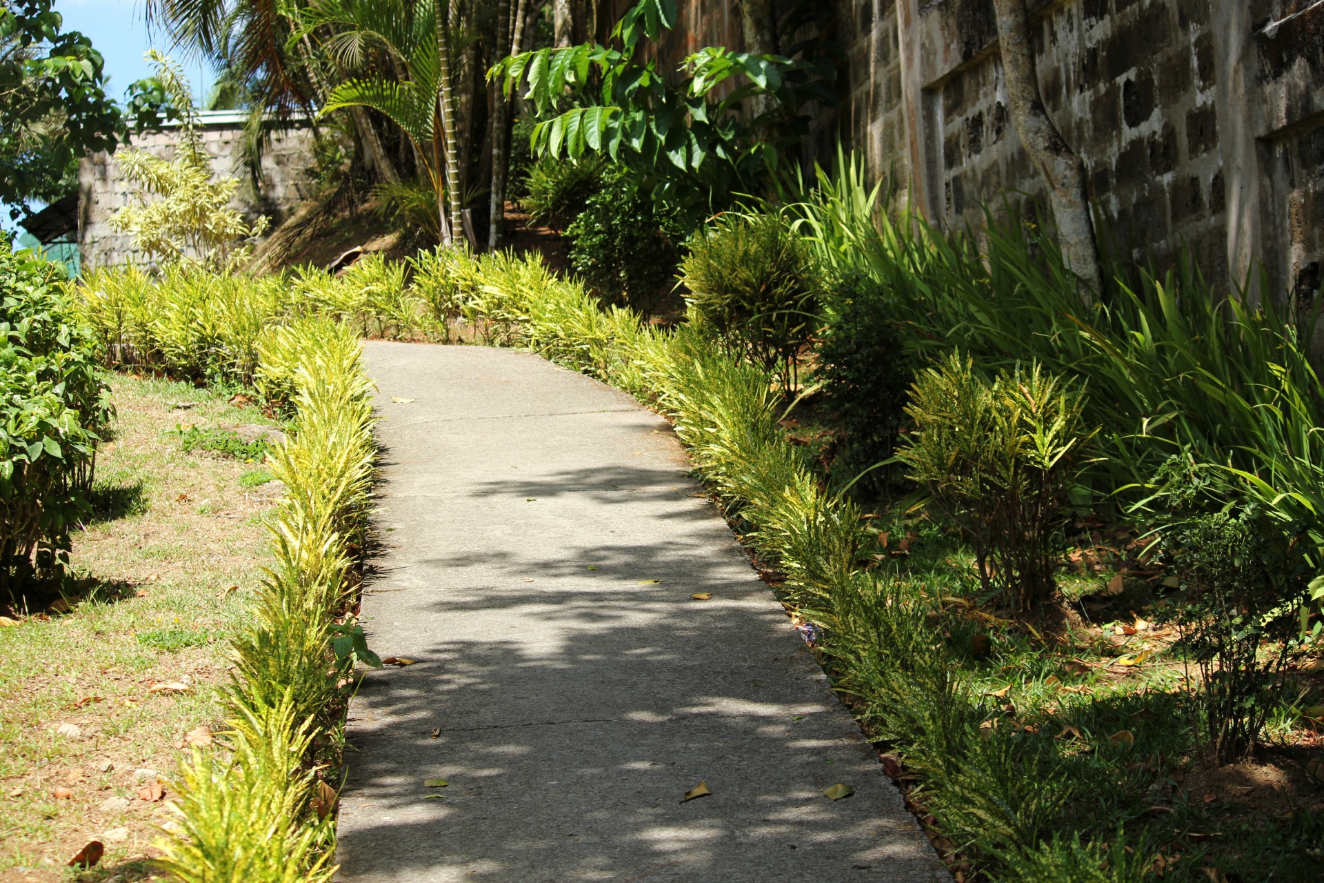 path curve plants free photo