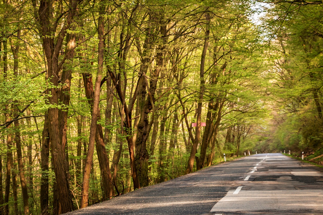 path trees forest free photo