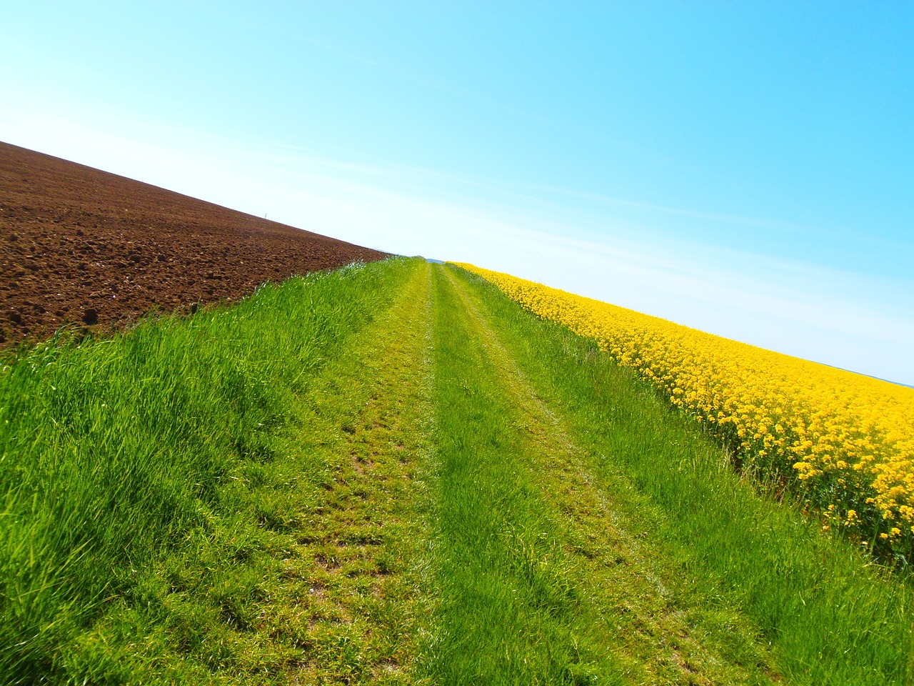 path nature field free photo