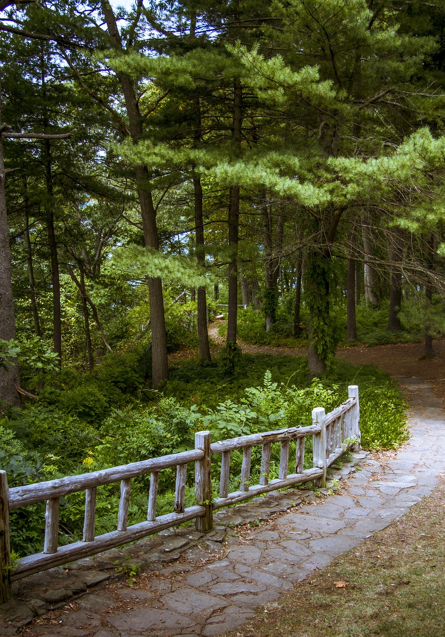 path fence woods free photo