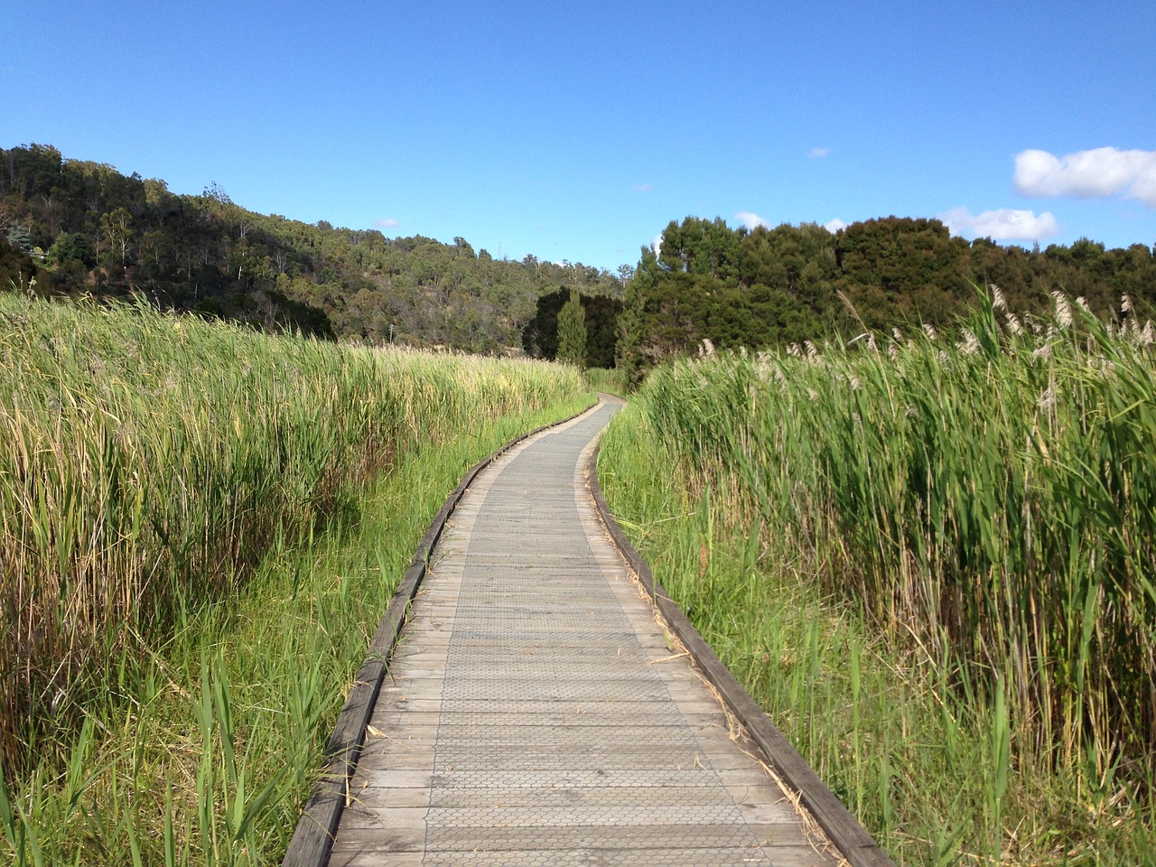 path timber track free photo