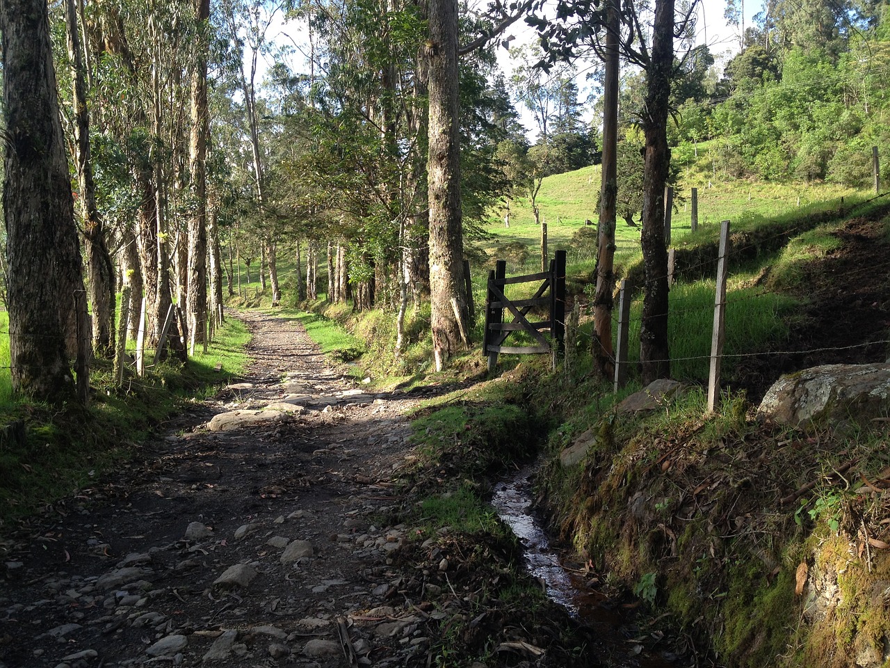 path peaceful beauty free photo