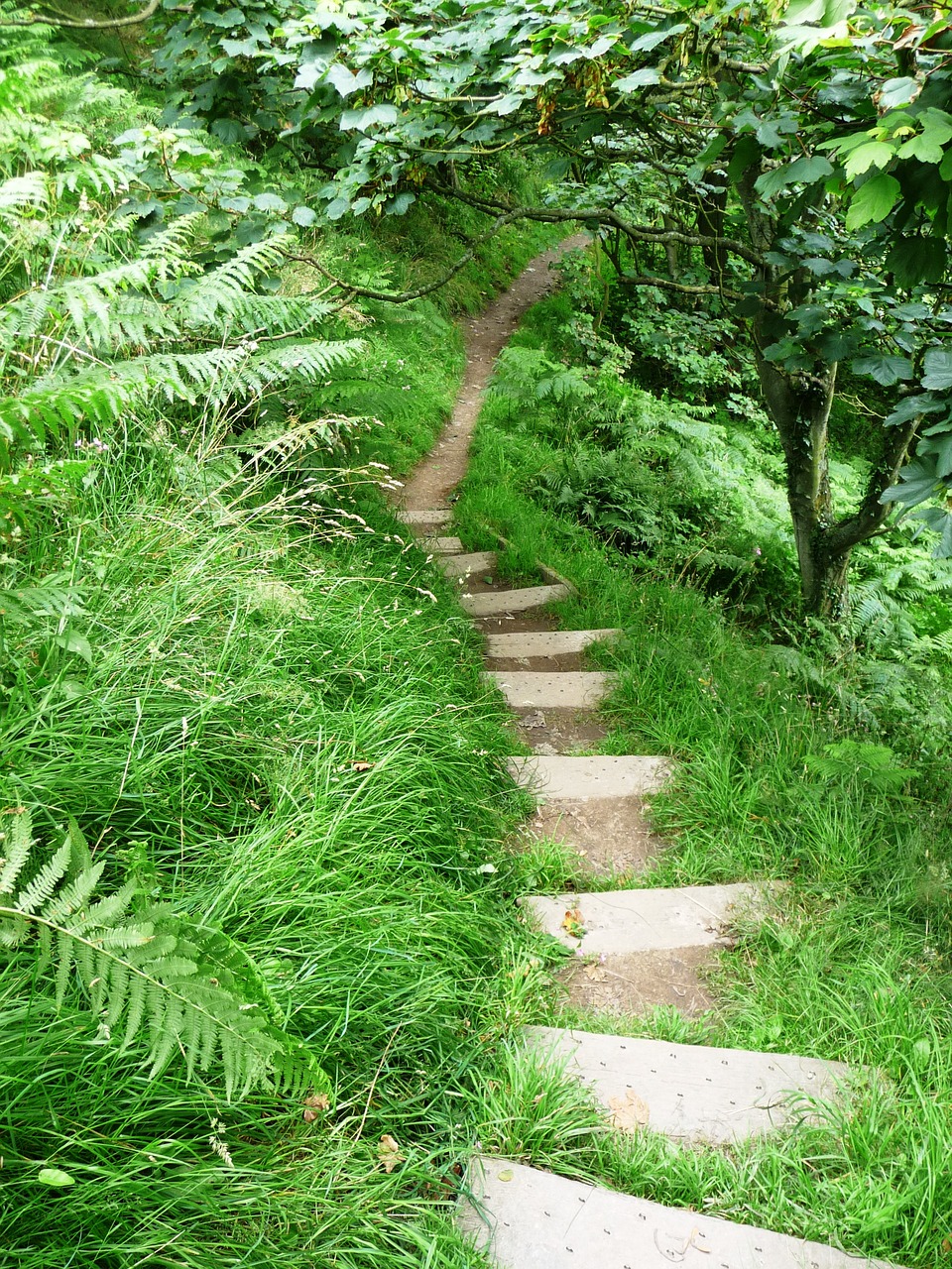 path field staircase free photo