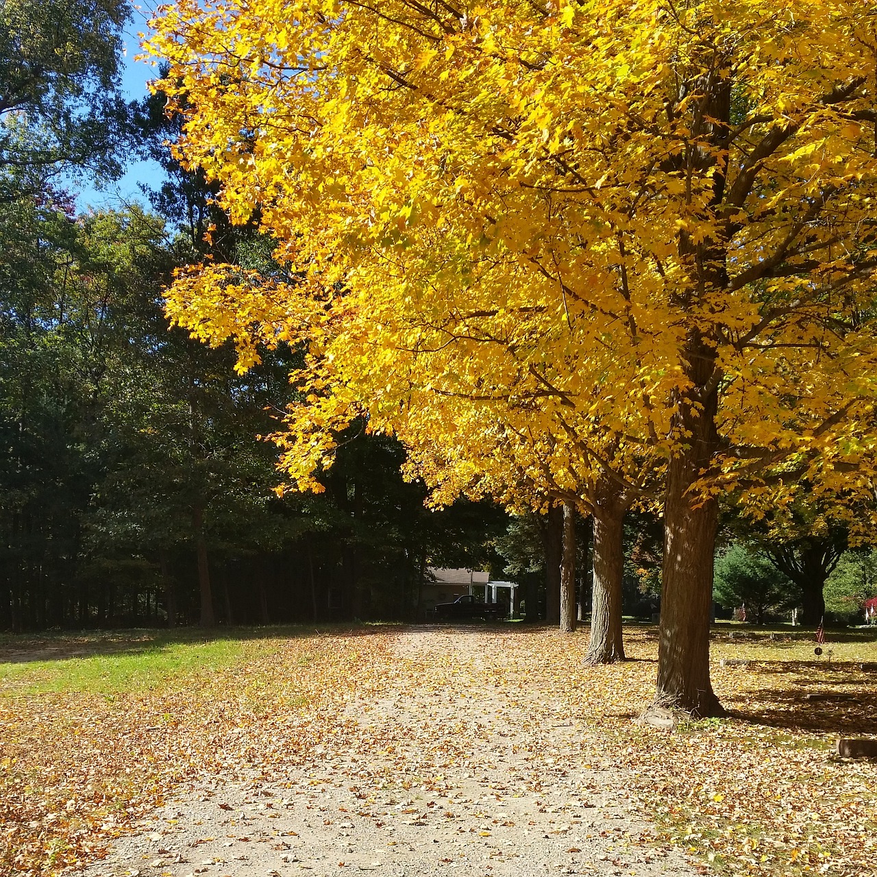 path tree autumn free photo