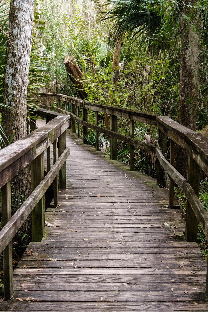 path bridge nature free photo