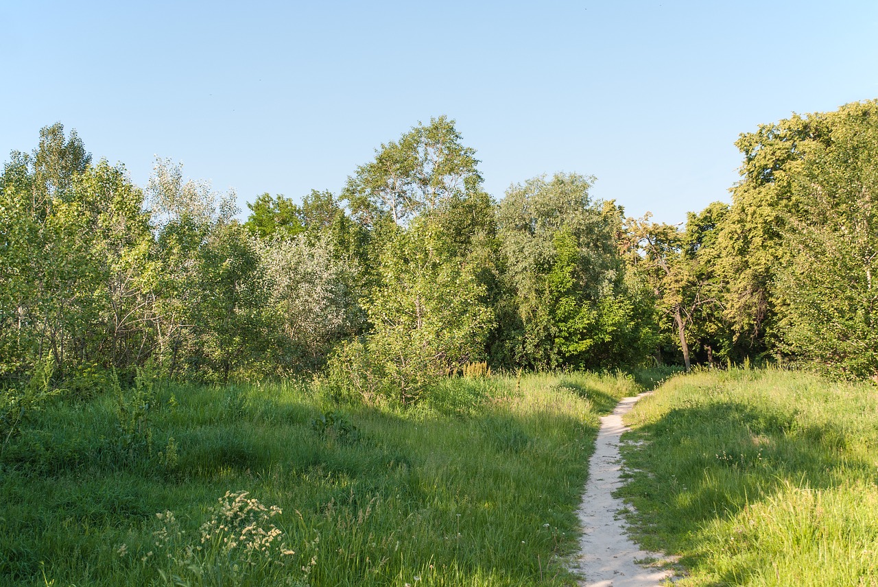 path forest nature free photo