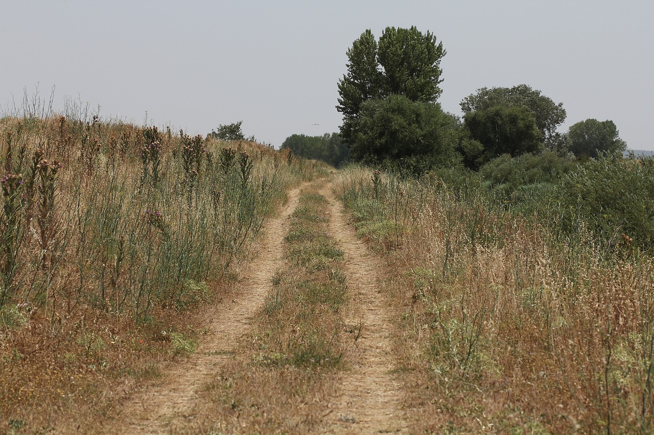 path landscape nature free photo