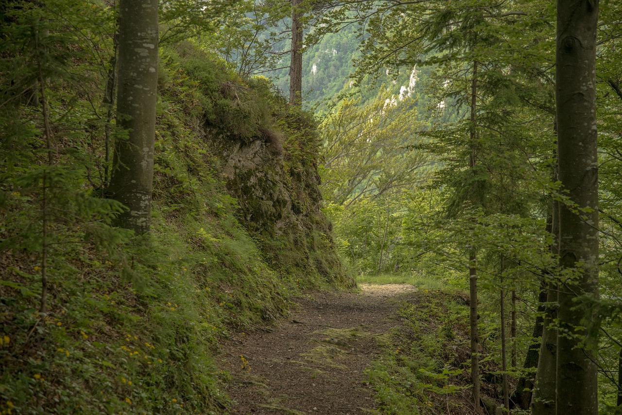 path forest nature free photo