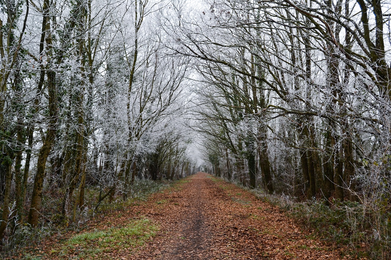 path tree jelly free photo